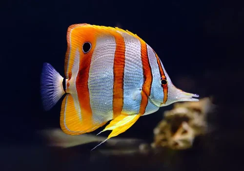 rock-aquarium-fish