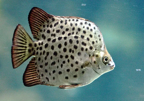گیرین اسکات