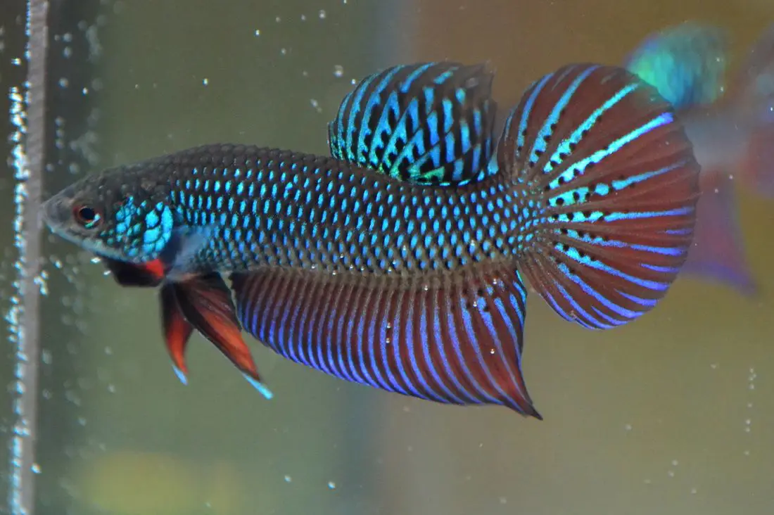 Betta smaragdina