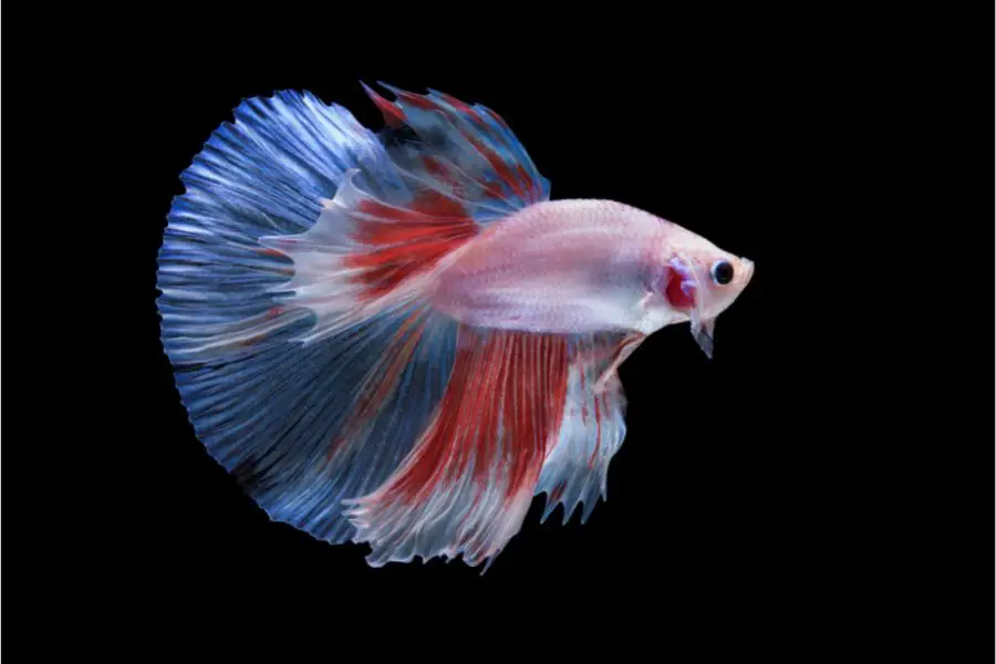 Betta splendens Halfmoon Betta