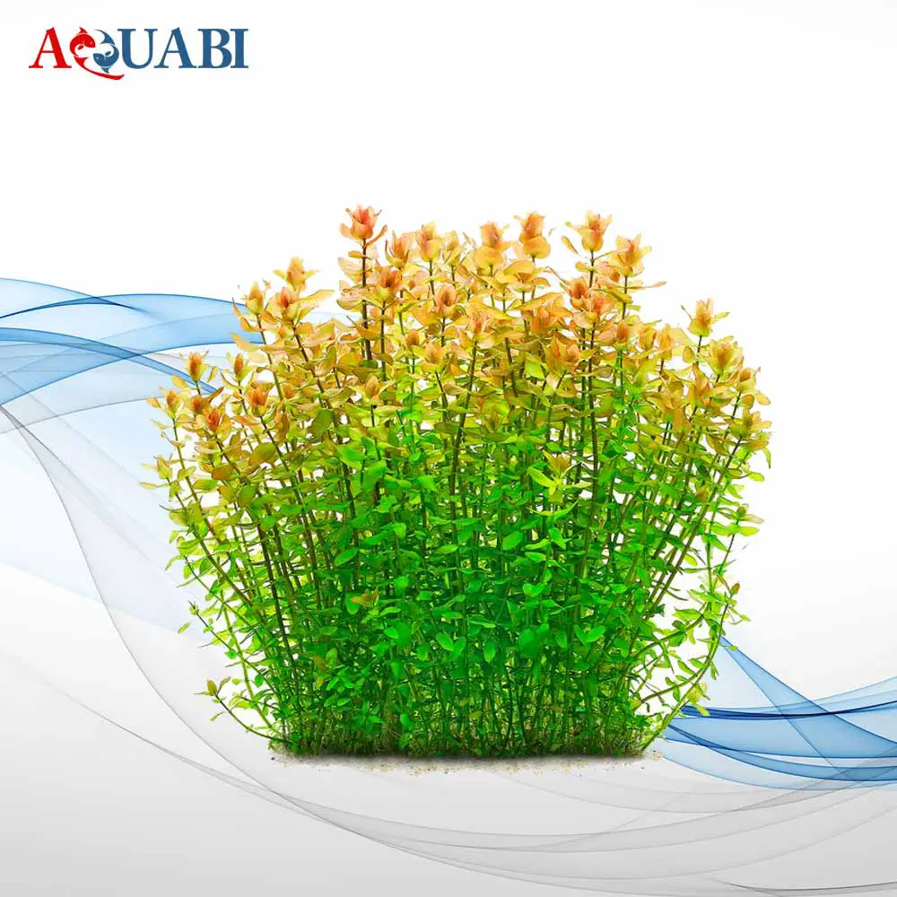 فروشگاه آکواریوم در اصفهان