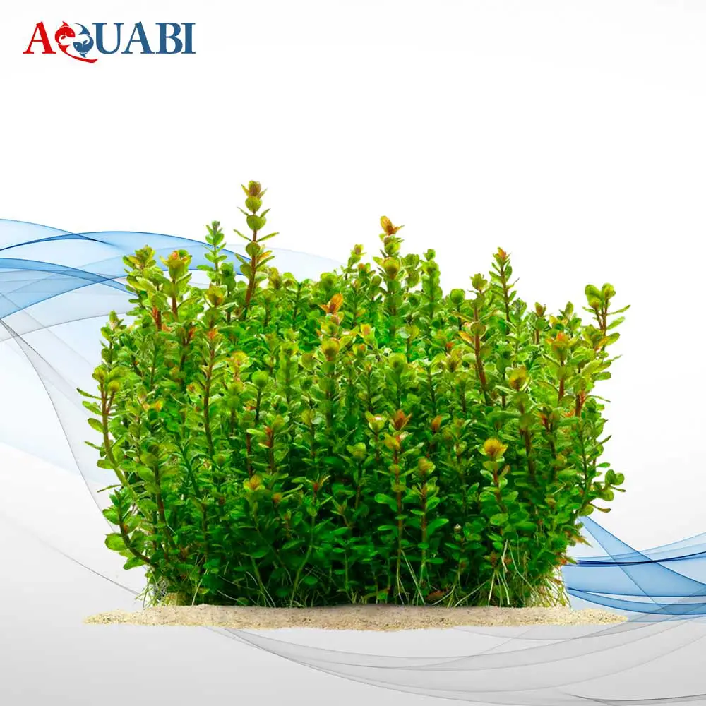 فروشگاه آکواریوم در اصفهان