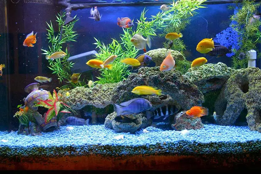 فروشگاه آکواریوم در اصفهان