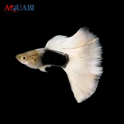 موجودات زنده